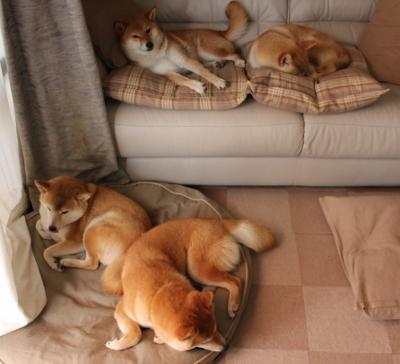 掘金成功卫冕总冠军,约基奇获FMVP,约基奇掘金队